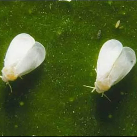 thumbnail for publication: Cloudywinged Whitefly, Dialeurodes citrifolii (Morgan) (Insecta: Hemiptera: Aleyrodidae: Aleyrodinae)